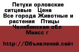 Петухи орловские ситцевые › Цена ­ 1 000 - Все города Животные и растения » Птицы   . Челябинская обл.,Миасс г.